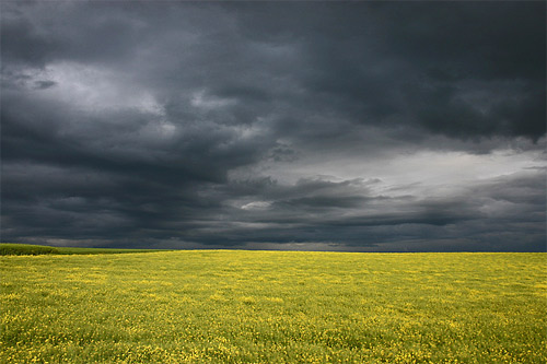 Orage sur les colzas