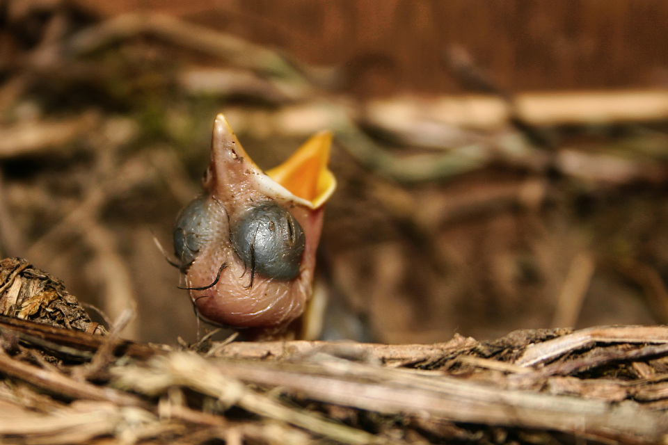 Jeune merle habitant Bray sur Somme