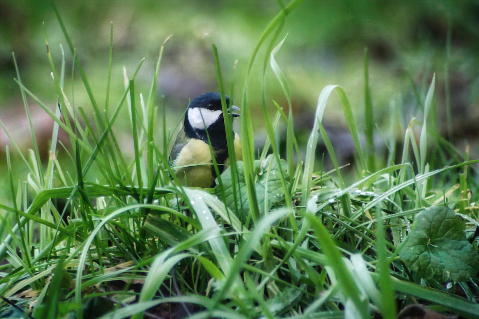 Mésange charbonnière brayonne
