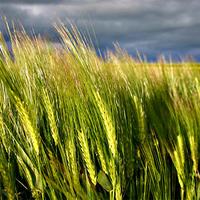 Épis dorés des champs de la Somme