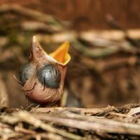 Jeune habitant de Bray