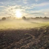 Pâturages brayons au petit matin