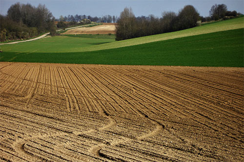 Photographie de plantations en Picardie